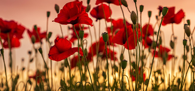 Remembrance Sunday 09-11-2025